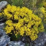 Cytisus oromediterraneus habit picture by Olivier Brosseau (cc-by-sa)