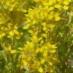 Sisymbrium austriacum habit picture by francois tissot (cc-by-sa)