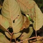 Pouteria filipes leaf picture by Nelson Zamora Villalobos (cc-by-nc)