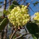 Sambucus racemosa flower picture by 3bbo (cc-by-sa)