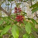 Aesculus pavia leaf picture by Joel Hicks (cc-by-sa)