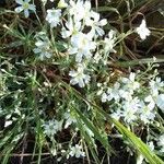 Spergula arvensis flower picture by Phil James (cc-by-sa)