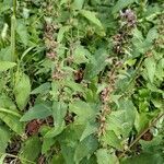 Stachys heraclea habit picture by Jean-Marie Frenoux (cc-by-sa)