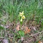 Cephalanthera damasonium habit picture by Didier Bazile (cc-by-sa)