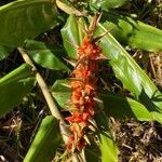 Hedychium gardnerianum fruit picture by sylvie milius taillefer (cc-by-sa)