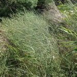 Asparagus maritimus habit picture by Sylvain Piry (cc-by-sa)