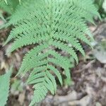 Dryopteris marginalis leaf picture by Serena boettcher (cc-by-sa)