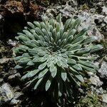 Saxifraga longifolia leaf picture by margarida vila (cc-by-sa)