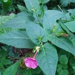 Mirabilis jalapa habit picture by Shehadi Ramiz (cc-by-sa)