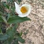 Cistus laurifolius flower picture by Herrero Esteban Elena (cc-by-sa)