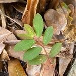 Euphorbia nutans leaf picture by dude sailaway (cc-by-sa)