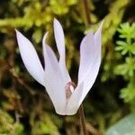 Cyclamen creticum flower picture by Szabolcs Frater (cc-by-sa)