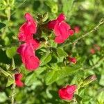 Salvia microphylla flower picture by Jacques Zuber (cc-by-sa)