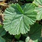 Geum pyrenaicum leaf picture by Giode Tonpino (cc-by-sa)