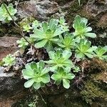 Saxifraga cotyledon leaf picture by m. Pres (cc-by-sa)