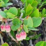 Vaccinium uliginosum flower picture by Joan Simon (cc-by-sa)