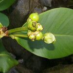 Clusia stenophylla fruit picture by Nelson Zamora Villalobos (cc-by-nc)