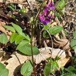 Lathyrus vernus habit picture by Jacques Zuber (cc-by-sa)