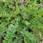 Astragalus monspessulanus leaf picture by Christophe Ingrand (cc-by-sa)