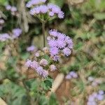 Ageratum houstonianum flower picture by Mick K. (cc-by-sa)