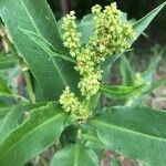 Rumex altissimus flower picture by Kendra RaiderNature (cc-by-sa)