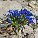 Gentiana brachyphylla habit picture by Romain Lorrilliere (cc-by-sa)