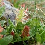 Salix retusa habit picture by Yoan MARTIN (cc-by-sa)