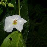 Lycianthes pauciflora flower picture by Nelson Zamora Villalobos (cc-by-nc)