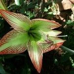 Hippeastrum papilio flower picture by Anderson Anderson Duarte de Souza (cc-by-sa)