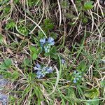 Polygala alpestris habit picture by Fabien Anthelme (cc-by-sa)