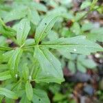 Cardamine amara leaf picture by Yvan Fischer (cc-by-sa)