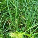 Carex lupulina flower picture by David Hinds (cc-by-sa)