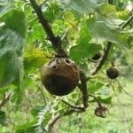 Solanum linnaeanum fruit picture by pablocuesta92 (cc-by-sa)