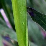 Spiranthes romanzoffiana leaf picture by Jack Pommer (cc-by-sa)