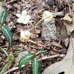 Chimaphila maculata flower picture by Paul Hunter (cc-by-sa)