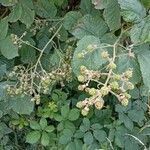 Rubus macrophyllus fruit picture by Anika Ertz (cc-by-sa)