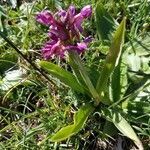 Dactylorhiza sambucina leaf picture by Michelle Goudail (cc-by-sa)