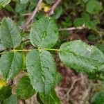 Rosa stylosa leaf picture by Sabina Hartmann (cc-by-sa)