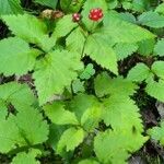 Rubus pubescens fruit picture by Lyse Roberge (cc-by-sa)