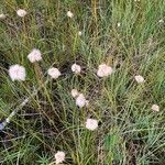 Eriophorum vaginatum flower picture by sherryfromtherock (cc-by-sa)