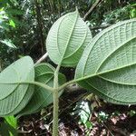 Bellucia mespiloides leaf picture by SINAC Pérez Greivin (cc-by-sa)