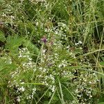 Galium elongatum habit picture by Ralf Rombach (cc-by-sa)