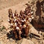 Orobanche cernua leaf picture by Cobler Nil (cc-by-sa)