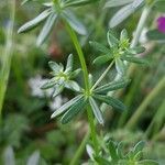 Galium album leaf picture by Camélia (cc-by-sa)