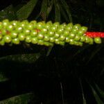 Neonicholsonia watsonii fruit picture by Nelson Zamora Villalobos (cc-by-nc)