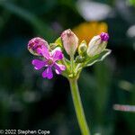 Silene rubella flower picture by Stephen Cope (cc-by-sa)