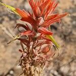 Castilleja linariifolia flower picture by Giode Tonpino (cc-by-sa)