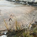 Carex pichinchensis habit picture by Fabien Anthelme (cc-by-sa)