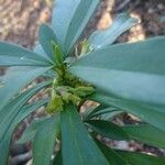 Daphne laureola flower picture by macchia1 (cc-by-sa)