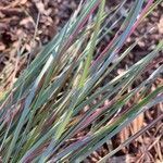 Schizachyrium scoparium leaf picture by RIVER STONE (cc-by-sa)